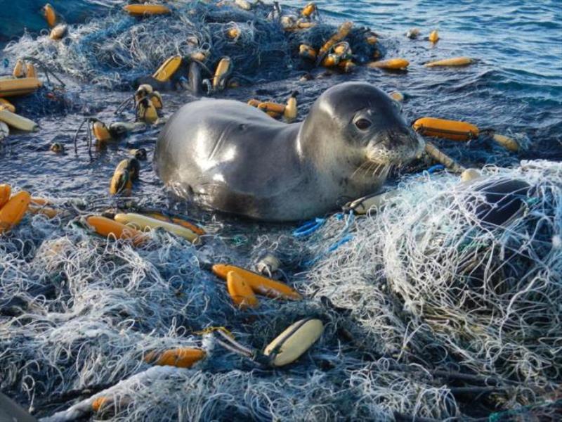 A Hawaiian monk seal rests atop a 11.5-ton “monster” derelict fishing net conglomerate that the team located and successfully removed in 2015. - photo © NOAA Fisheries