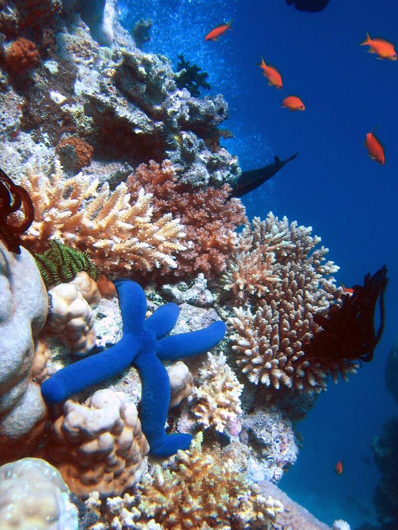 A Blue Starfish (Linckia laevigata) resting on hard Acropora coral. Lighthouse, Ribbon Reefs, Great Barrier Reef photo copyright Richard Ling taken at 