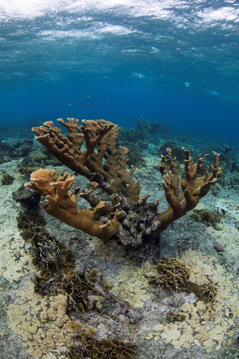 Adult colony of elkhorn coral Acropora palmata on Curacao, which is listed at 'threatened' under the Endangered Species Act photo copyright Zach Ransom taken at 
