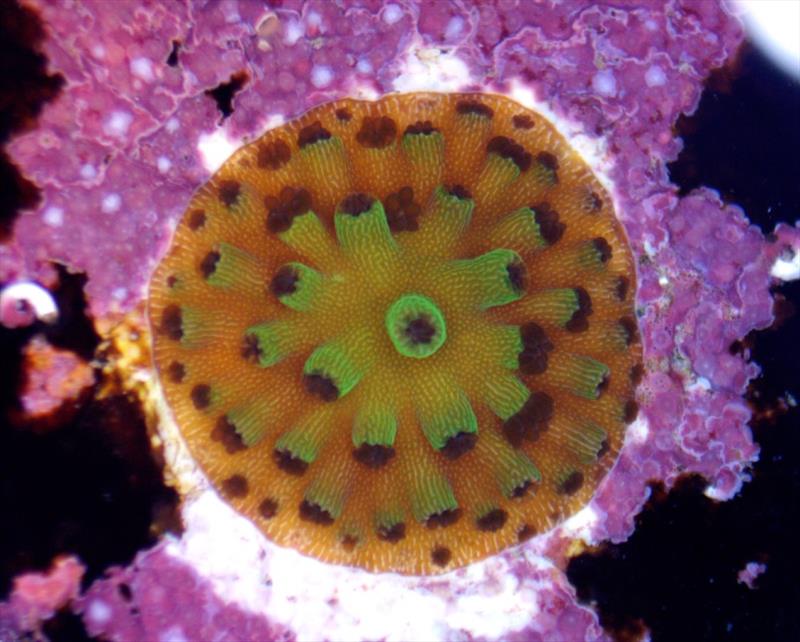 Small fragment of the endangered Caribbean elkhorn coral Acropora palmata grown from cryopreserved sperm photo copyright Chris Page taken at 