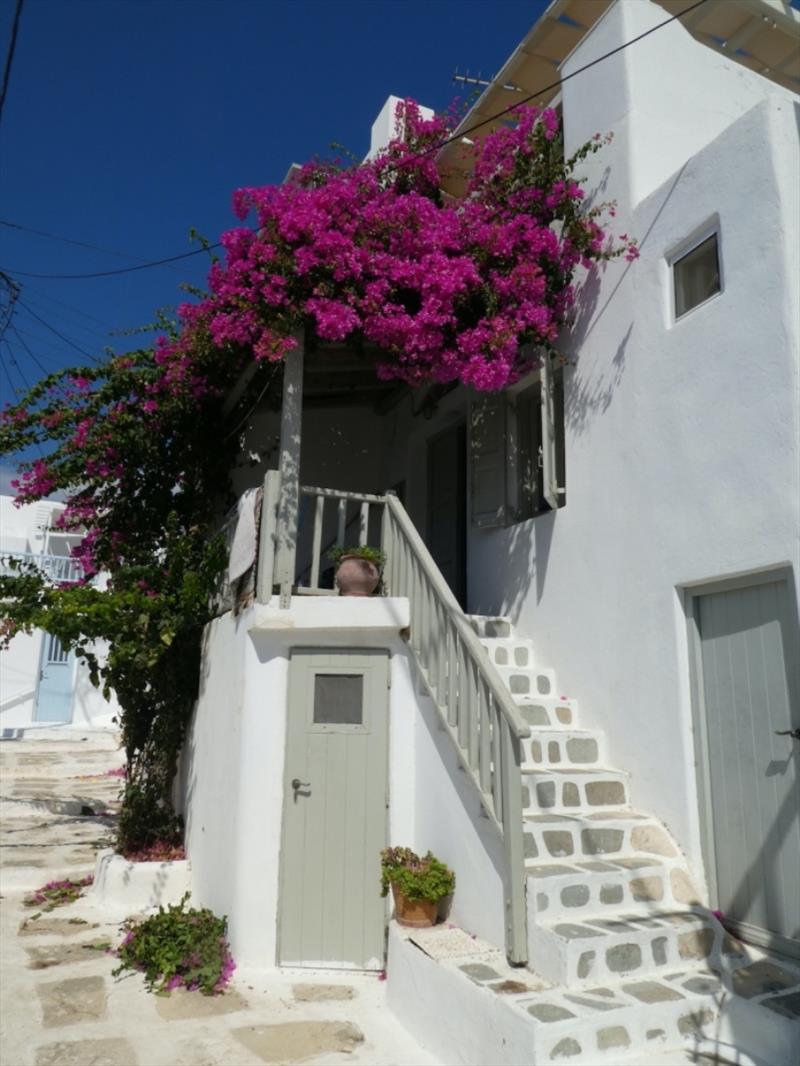 Beautiful Bougainvillea in flower everywhere - photo © Red Roo