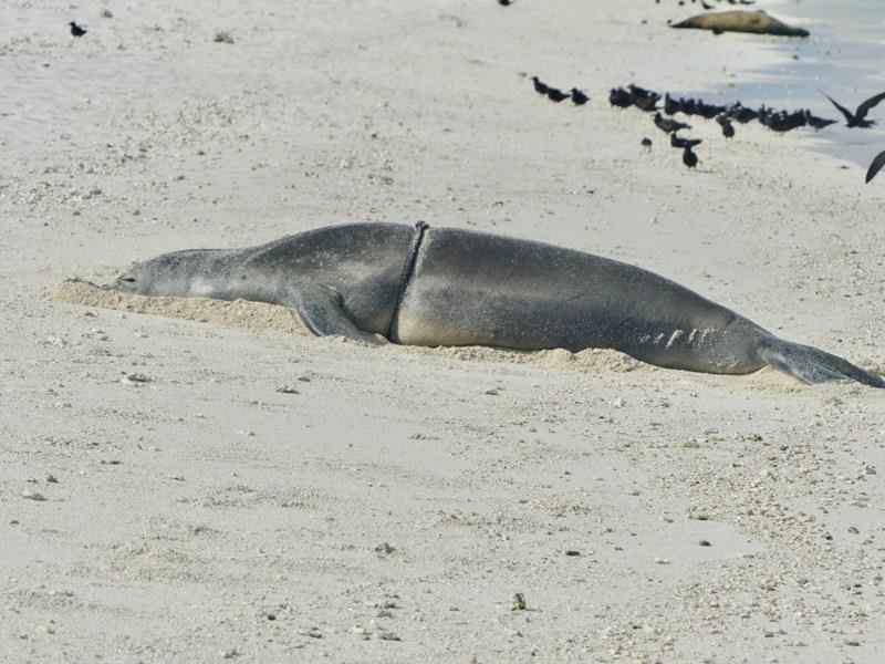 VH26, a 5-year-old female Hawaiian monk seal, was entangled in derelict fishing rope at Holaniku (Kure Atoll). - photo © NOAA Fisheries (Permit #22677)