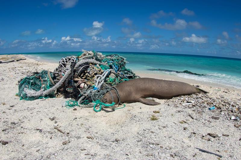 A Hawaiian monk seal is resting in a large derelict fishing net at Southeast Island, Manawai (Pearl and Hermes). This seal was lucky to escape entanglement, but not all seals are photo copyright NOAA Fisheries / Richard Chen (Permit #22677) taken at 