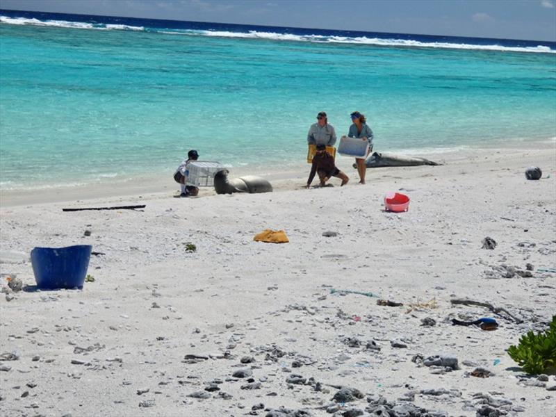 Trained staff among the marine debris team safely approach Hawaiian monk seal VH26 to remove derelict fishing rope from around her midsection photo copyright NOAA Fisheries (Permit #22677) taken at 