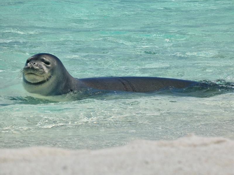 VH26, a 5-year-old female Hawaiian monk seal, swims freely after the marine debris team disentangled her from derelict fishing rope at Holaniku (Kure Atoll). - photo © NOAA Fisheries (Permit #22677)