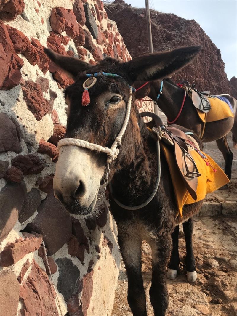 Oia Donkey - photo © SV Red Roo