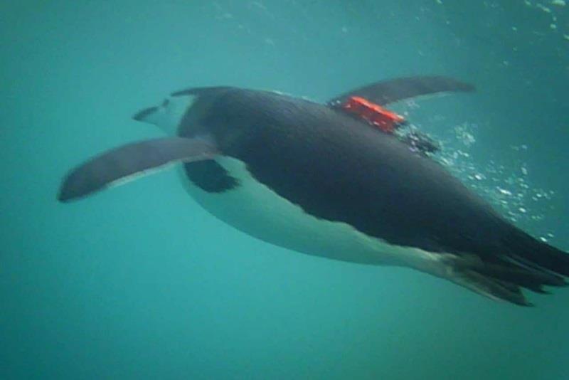 A penguin with a camera on its back, filmed by another penguin with an identical camera. - photo © NOAA Fisheries