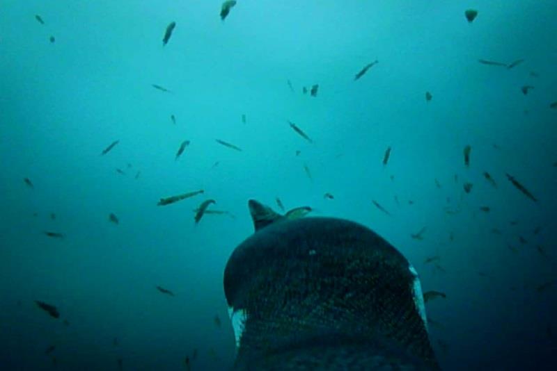 A penguin filming itself eating krill. - photo © NOAA Fisheries