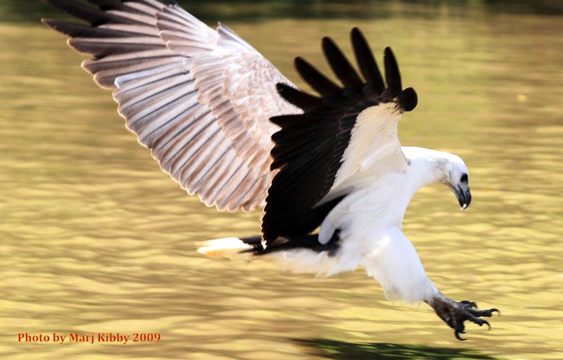 Sea Eagle Pounce - photo © jackandjude.com