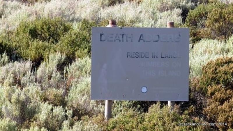 Death Adders reside in large numbers on this island. - photo © jackandjude.com