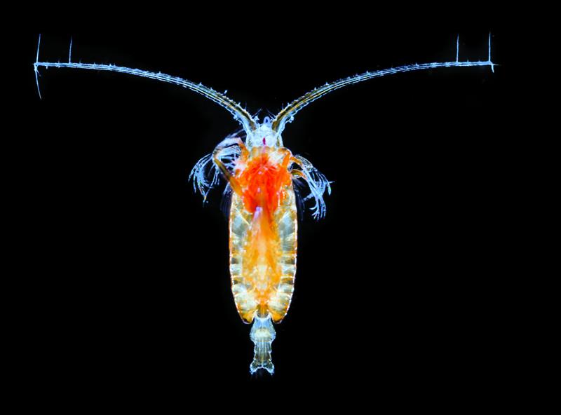 Copepod photo copyright Dr Dryden taken at 