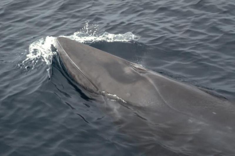 Minke whale - photo © NOAA Fisheries