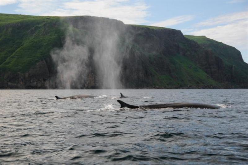 Fin whales - photo © NOAA Fisheries