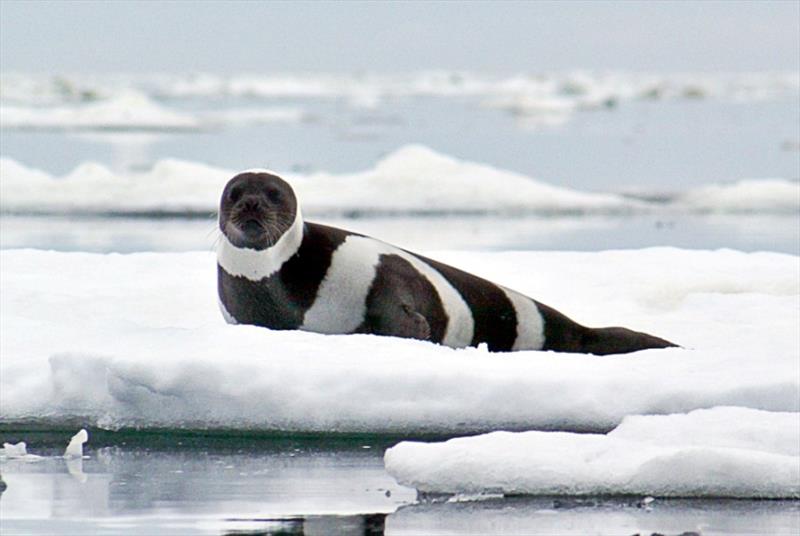 Ribbon seal - photo © NOAA Fisheries