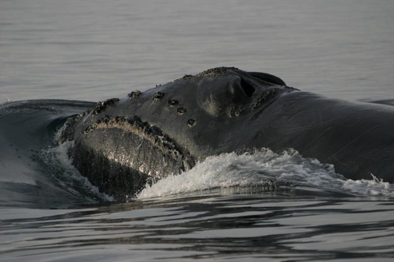 North Pacific right whale photo copyright NOAA Fisheries taken at 