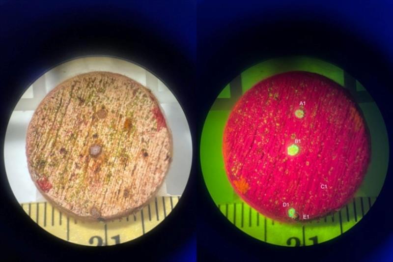 Grooved brain coral recruits from a spawning in May 2021. The same plug shows what the recruits look like under white light (left) and fluorescent light (right). The fluorescent light shows labels indicating how growth & survivorship are tracked over time - photo © Lydia Wasmer (Permits: FDEP Permit No. 04222125, FKNMS-2018-163-A1)