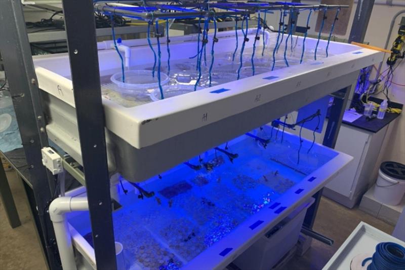 These are tanks with flow-through seawater, called raceways, for rearing coral recruits and asexual propagation. The top raceway has kreisels, which are custom-made containers to maintain coral larvae before settlement. The bottom raceway is full of tiles photo copyright NOAA Fisheries / Allan Bright (Permit: FKNMS-2018-163-A1) taken at 