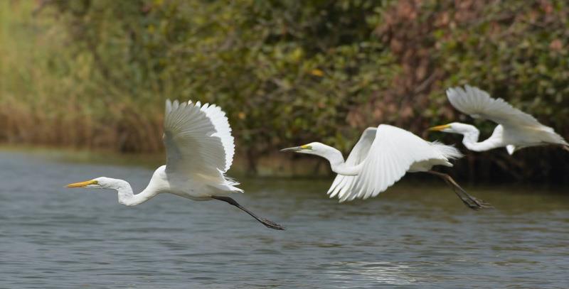 White hegrets photo copyright Lars Hellman taken at 