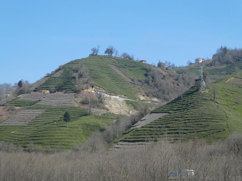 Some of the many tea plantations - photo © SV Red Roo