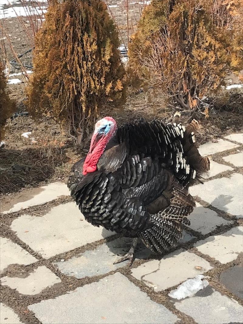 Turkey in Turkiye - photo © SV Red Roo