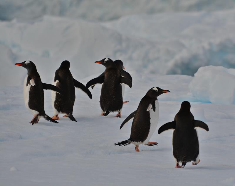 Gentoo penguines - photo © Lars Hellman
