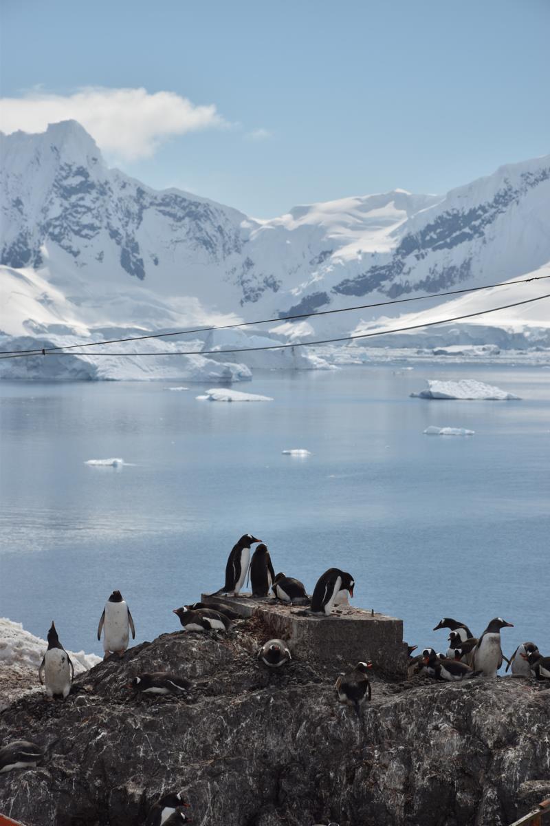 Gentoo penguines at the Argenina base photo copyright Susanne Fyr Hellman taken at 