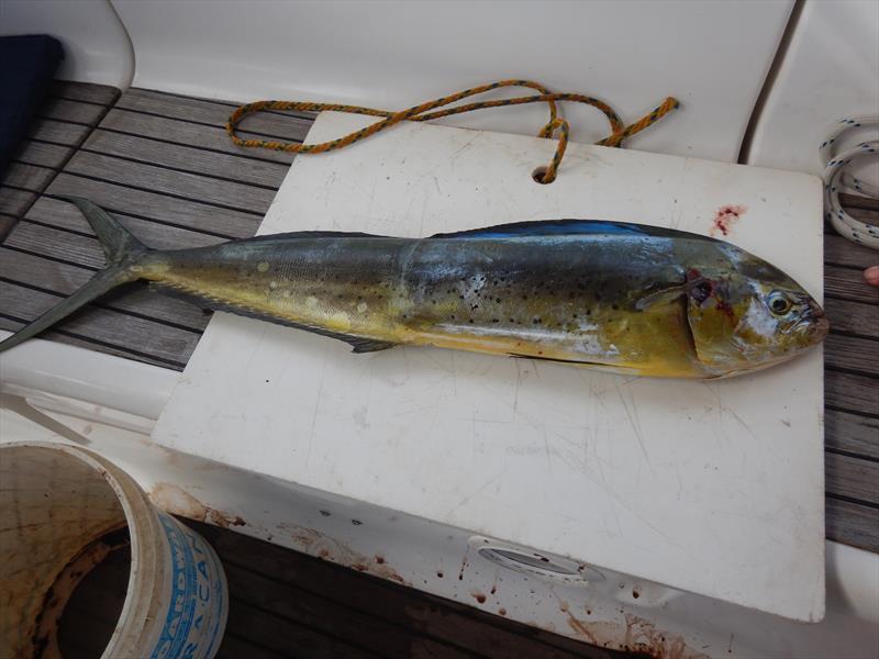 Our mahi mahi - photo © Andrew and Clare Payne / Freedom and Adventure