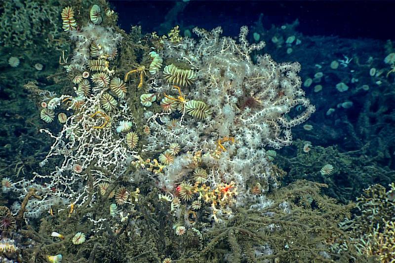 Deep sea coral photo copyright NOAA taken at Ocean Cruising Club