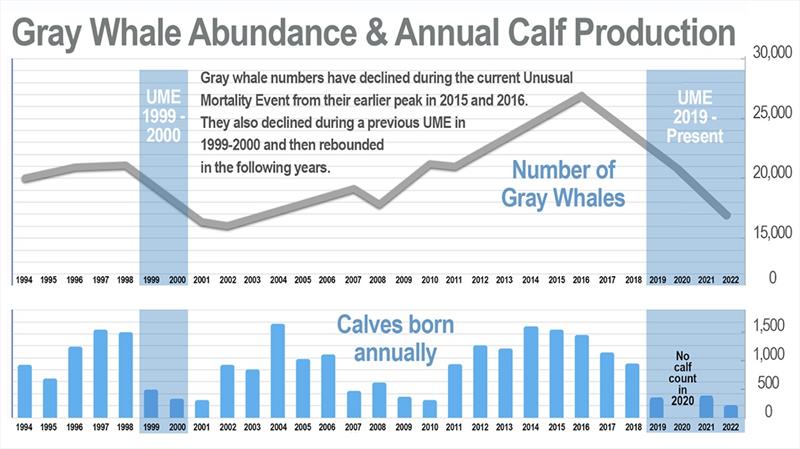  Annual calf production estimates for the eastern North Paci?c gray whale population from 1994 to 2022. This graph also shows the results of our population abundance assessment - photo © NOAA Fisheries