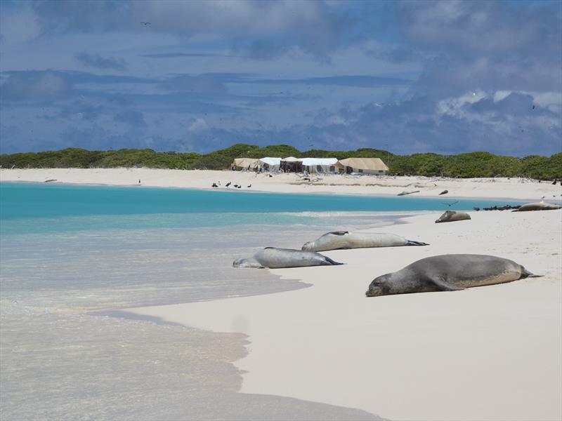 Hawaiian monk seals bask on the beach at Kapou during the 2024 field camp season - photo © NOAA Fisheries