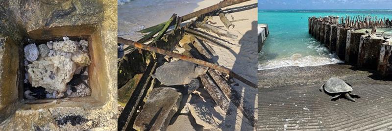 Green sea turtles (honu) entrapped (or being released) from various hazards throughout Tern Island - photo © NOAA Fisheries