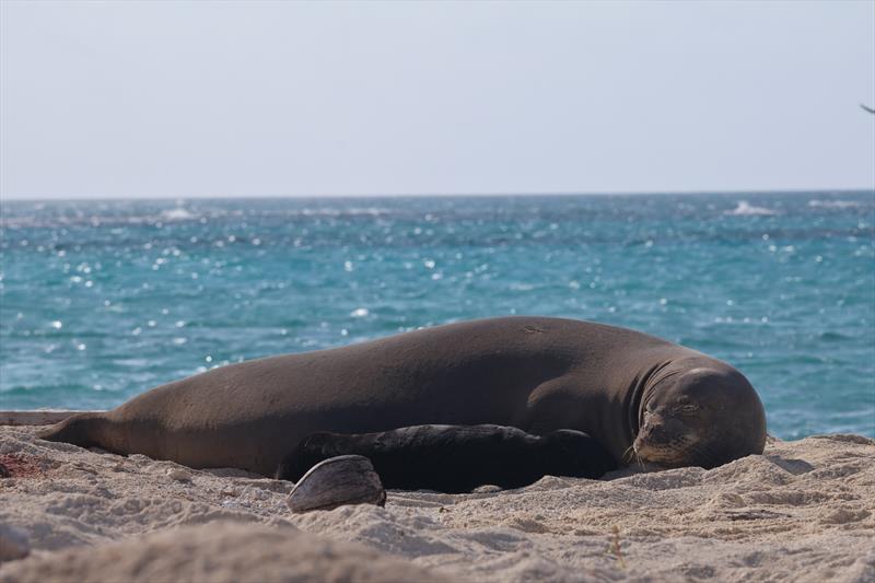 A new mother and her pup lay in the sun at Lalo - photo © NOAA Fisheries / Francesca Koethe