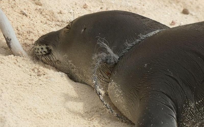 Entangled weaned pup at Kapou immediately prior to disentanglement - photo © NOAA Fisheries