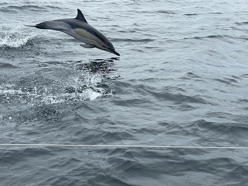 Sealife spotting on board Ginkgo during the Rolex Fastnet Race - Admiral's Cup 2025, Day 2 photo copyright Ginkgo taken at Royal Ocean Racing Club