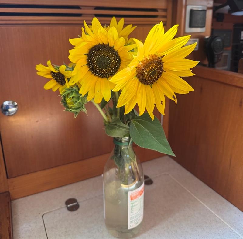 Lock keeper gave maree sunflowers - photo © SV Red Roo