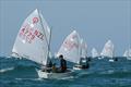 Toyota Optimist and Starling NZ Nationals - April 2022 - Napier Sailing Club  © Bruce Jenkins