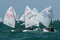 Toyota Optimist and Starling NZ Nationals - April 2022 - Napier Sailing Club  © Bruce Jenkins