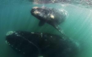 Whale resting below while baby rests on surface photo copyright  SW taken at  and featuring the  class