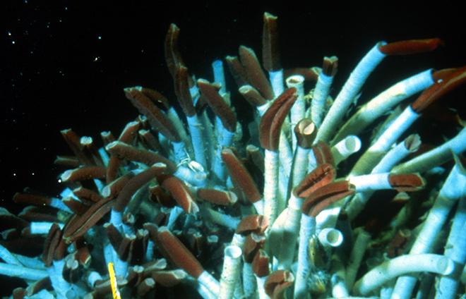 Among the exotic organisms discovered around hydrothermal vents were blood-red tubeworms encased in 6-foot-tall white stalks. © WHOI Archives