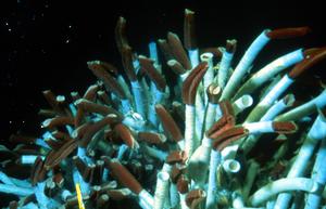 Among the exotic organisms discovered around hydrothermal vents were blood-red tubeworms encased in 6-foot-tall white stalks. photo copyright WHOI Archives taken at  and featuring the  class