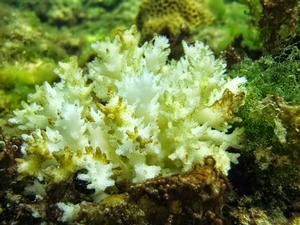Example of a bleached coral colony in Dongsha Atoll - Helen Reef photo copyright T. De Carlo taken at  and featuring the  class