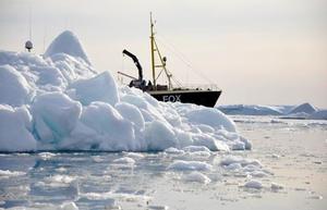 The research team returned to Sermilik Fjord in 2012 aboard the M/V Fox to recover their moorings, but the water in the upper fjord was too clogged with ice and they could not reach the site where they deployed the SF1 moorings. photo copyright Woods Hole Oceanographic Institution (WHOI) http://www.whoi.edu/ taken at  and featuring the  class