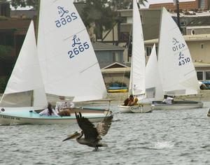 The pelicans also got into the fun photo copyright Rich Roberts taken at  and featuring the  class