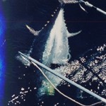 320lb Big Eye Tuna © Sail-World.com /AUS http://www.sail-world.com