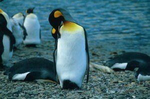 Aren’t I cute? © Blizzard Expeditions www.blizzardexpeditions