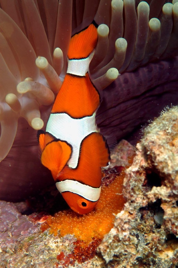Clownfish eggs are tended by the male until they hatch. After hatching the tiny larvae spend 11 days in open water before they settle into adult habitat on the reef. Photo courtesy of Gerry Allen photo copyright ARC Centre of Excellence Coral Reef Studies http://www.coralcoe.org.au/ taken at  and featuring the  class