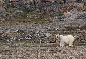 Bagan polar bear on the rocks photo copyright Sprague Theobald taken at  and featuring the  class
