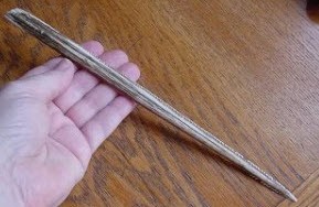 A stingray barb similar to this, caused the death of Steve Irwin. photo copyright Carl Hyland - copyright taken at  and featuring the  class