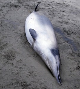 Spade-toothed whale was first mistaken for a Gray's beaked whale but later identified by its DNA photo copyright  SW taken at  and featuring the  class