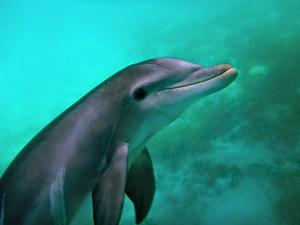 Bahamas - Bahamas photo copyright S.V. Taipan taken at  and featuring the  class